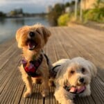 Nathalie94430 propose de la location d'outils entre particulier sur Chennevières-sur-Marne