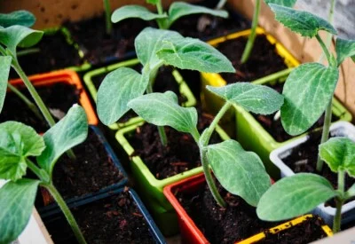 Quels outils pros choisir pour jardiner en 2025 ?